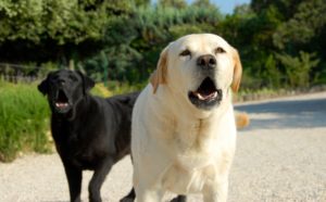 barking dogs at dog bit victim 